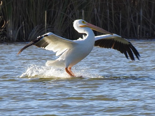 yuma pelican4.jpg